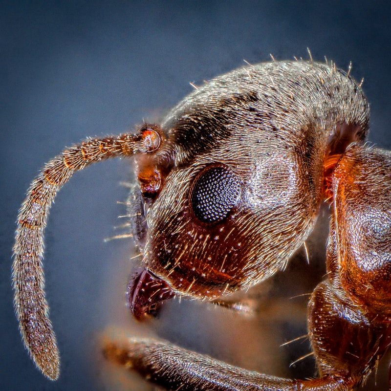 Ants, Ant problem, Pest control, Spray