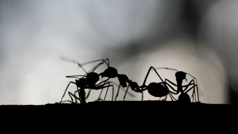 Ants, Pests, Pest control