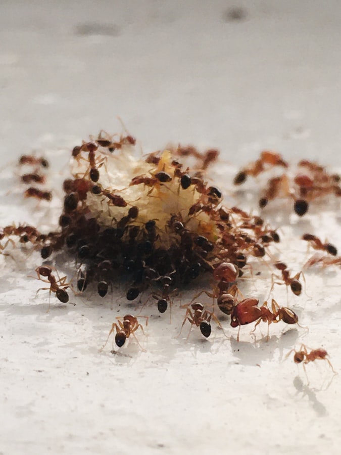 Ant infestation, pest control