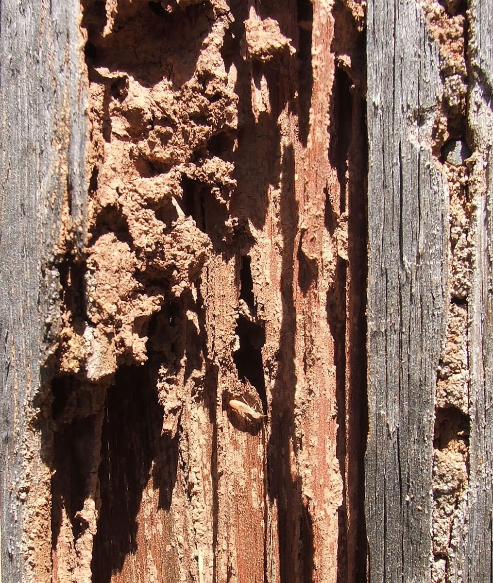 Termite damage 3