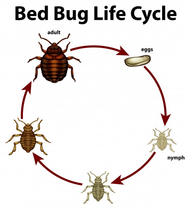 Bed Bug Cycle